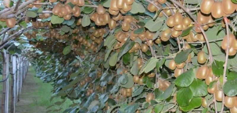 Προσλήψεις εργατών στο συσκευαστήριο ακτινιδίων στη Γουριά