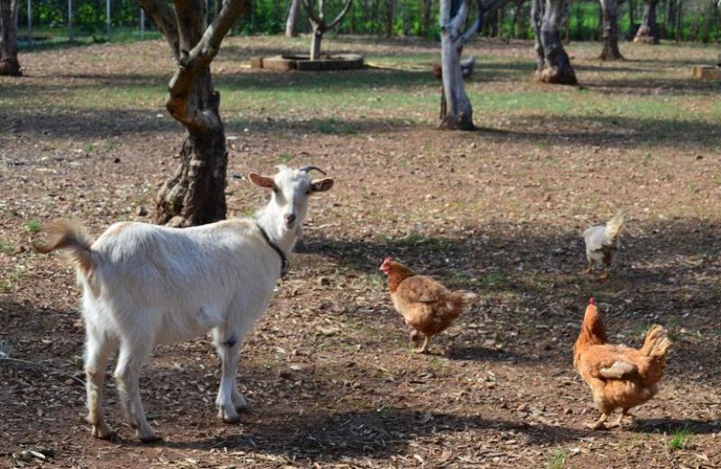 Πληρωμή 1,4 εκατ. ευρώ από ΟΠΕΚΕΠΕ