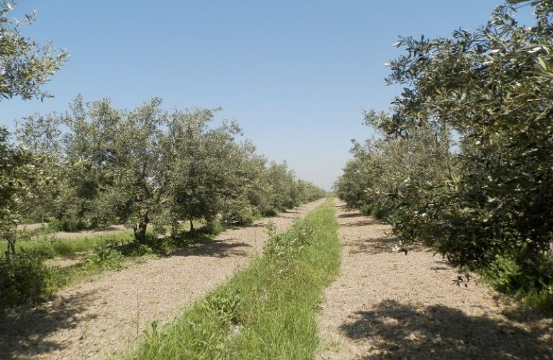 Ακάρεα και φυτοπροστασία στην ελιά