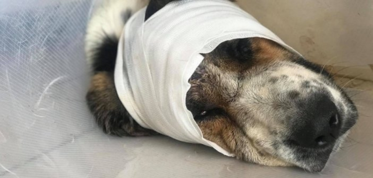 Οι μαθητές του 7ου Γυμνασίου έσωσαν από βέβαιο θάνατο αδέσποτο σκυλάκι – Συγκινητική ανταπόκριση