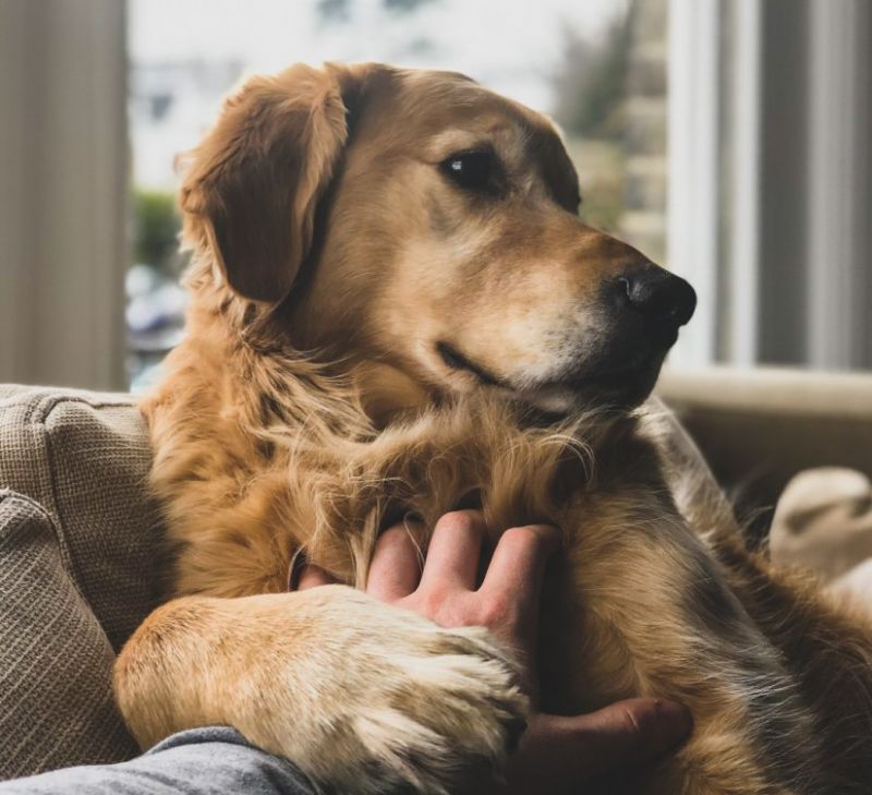Τι θέλει να δείξει ένας σκύλος όταν ακουμπάει πάνω σου την πατούσα του; (φώτο)