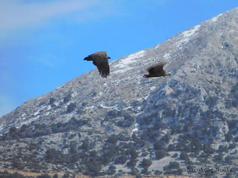 Εκεί που φωλιάζουν τα όρνια (Gyps fulvus) στα Ακαρνανικά (φωτο)