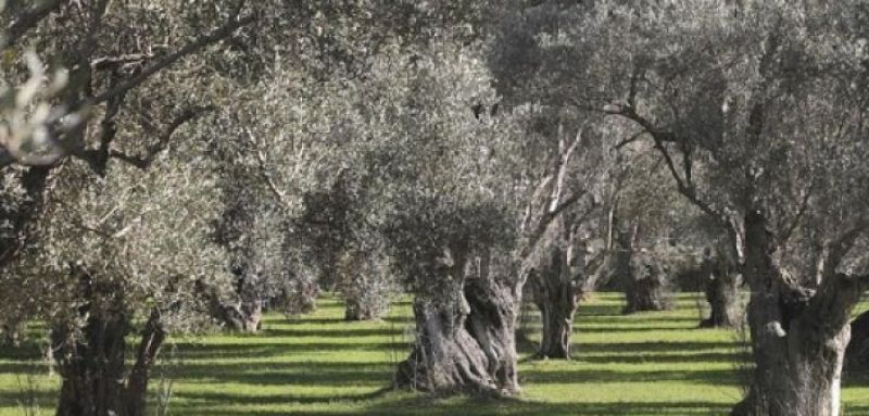 Νέα «μάχη» για την Ελιά Καλαμών