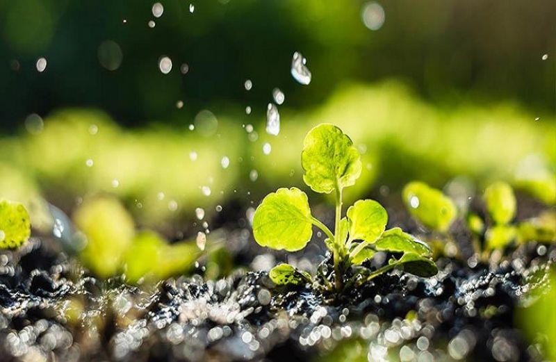 Διεθνές Έτος Υγείας των Φυτών το 2020