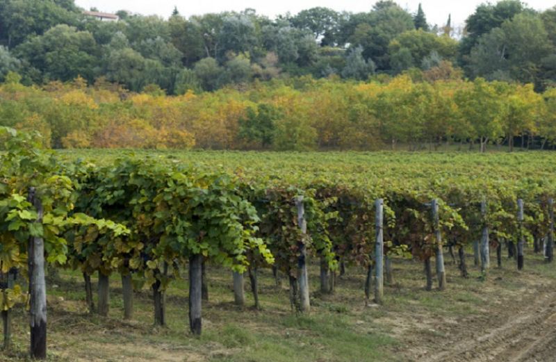 Ευδεμίδα: πότε και πως θα την αντιμετωπίσετε