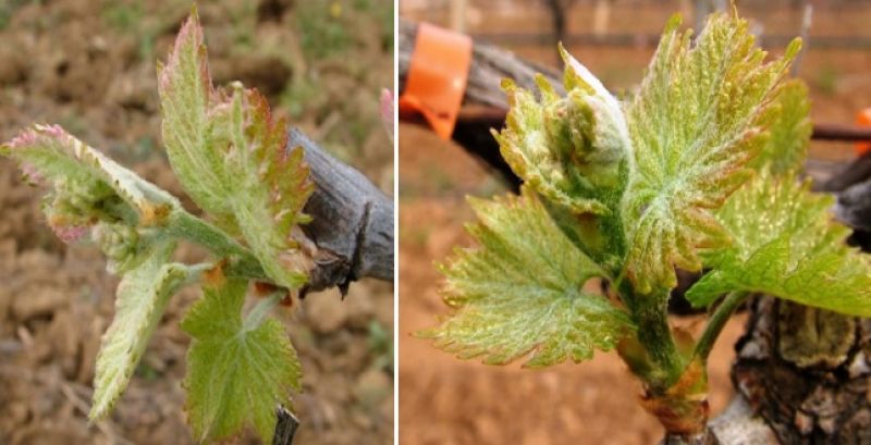 Αμπέλι: Επεμβάσεις προστασίας στην καλλιέργεια