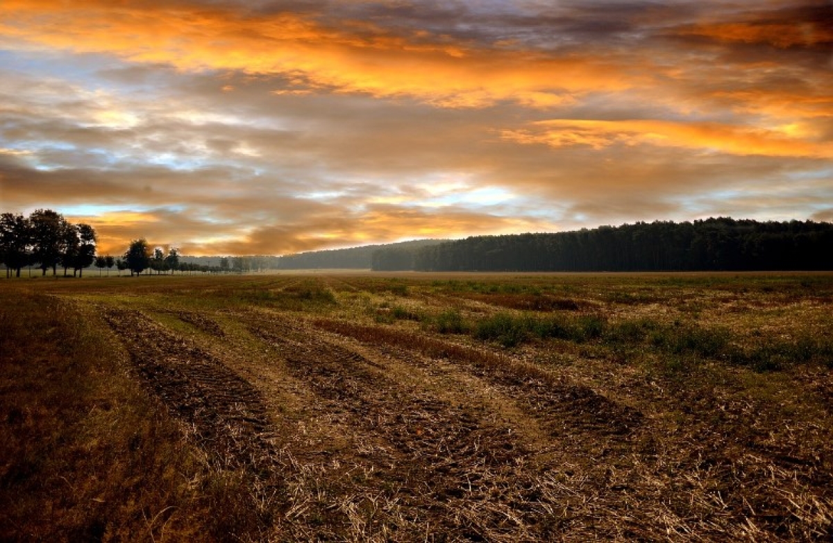 Δημοπρασία 4 αγροτεμαχίων στον Αναδασμό Νεοχωρίου