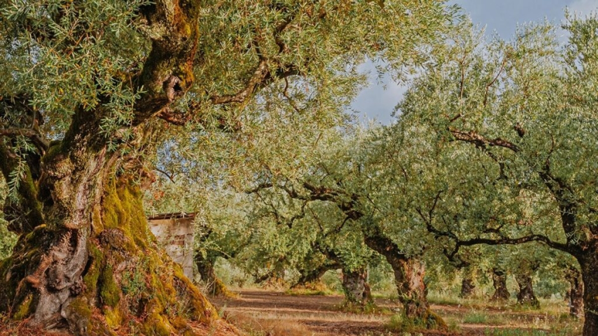 ΔΟΕΠΕΛ: Σε δυσχερή θέση ελαιοπαραγωγοί και της Αιτωλοακαρνανίας λόγω έλλειψης εργατικών χεριών και ανομβρίας