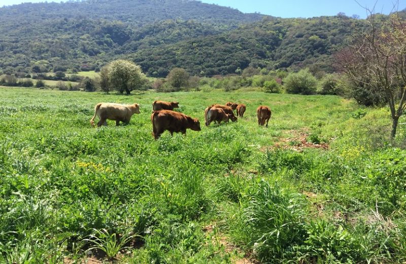 Τι ισχύει με τις μετακινήσεις Βοοειδών λόγω Οζώδους Δερματίτιδας