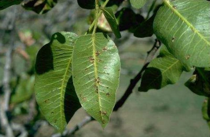 Βοτρυοσφαίρια Φιστικιάς - Αντιμετώπιση
