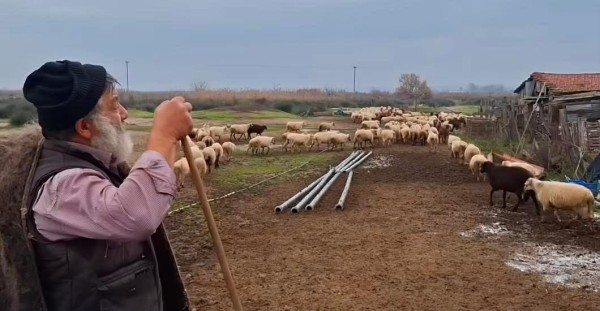 Ευλογιά: Κτηνοτρόφος αποχαιρετά με λυγμούς τα 450 πρόβατα της ντόπιας ιστορικής φυλής Ρουμλουκίου που εκτρέφει εδώ και δεκαετίες