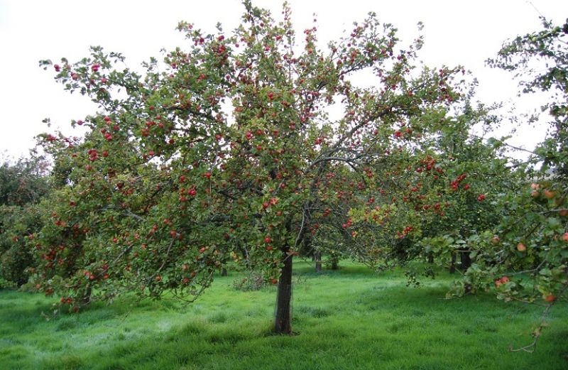 Προστασία στα μηλοειδή