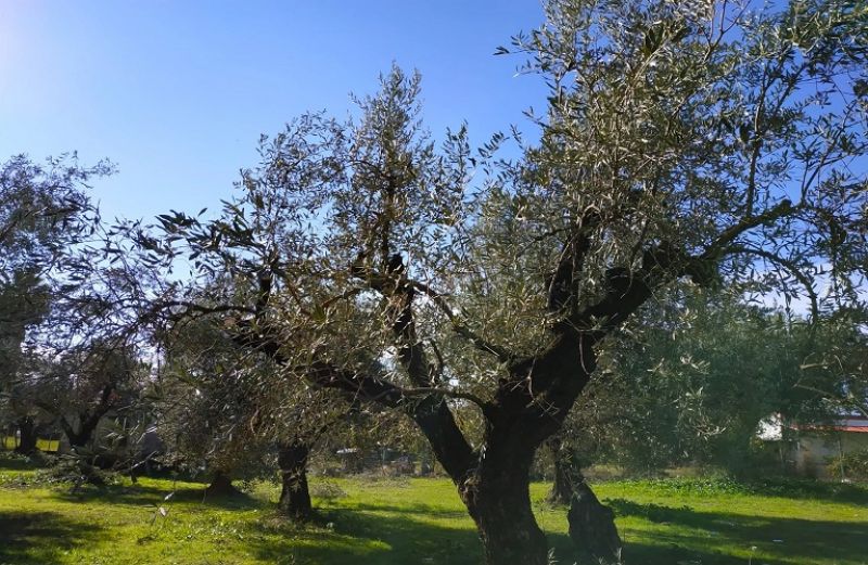 Κάλεσμα προς τις περιφέρειες να προχωρήσουν  στην έγκαιρη έναρξη του προγράμματος δακοκτονίας 2019