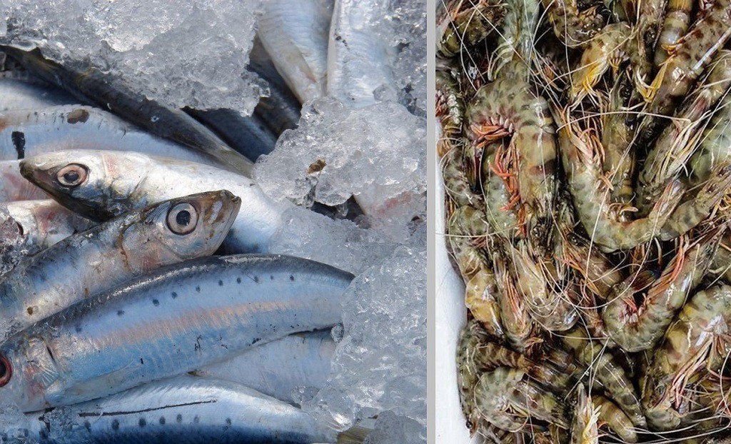 Ευρωπαϊκή ταυτότητα για τη γαρίδα και τη σαρδέλα Αμβρακικού