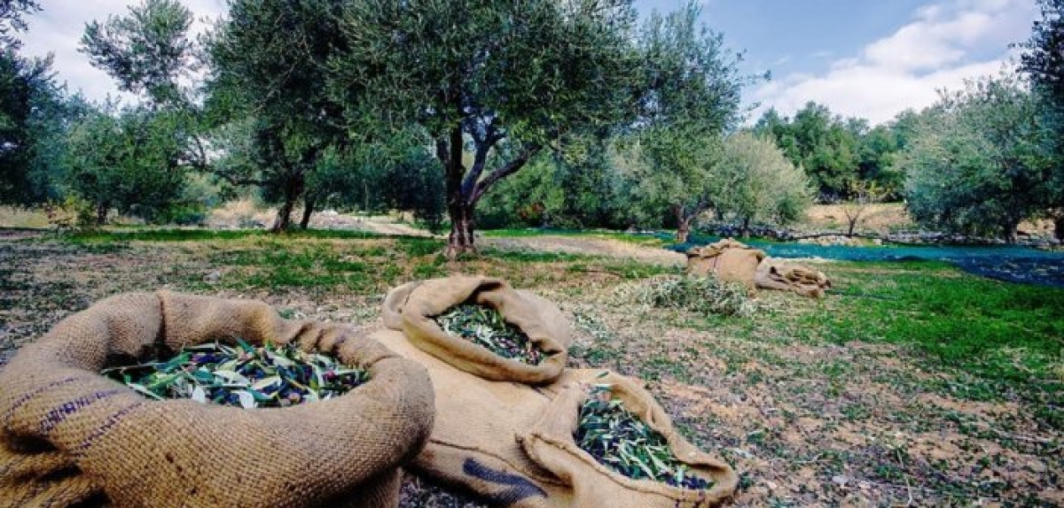Ασύμφορη η συγκομιδή – Εκατομμύρια «κρεμασμένα» στις ελιές που πάνε χαμένα