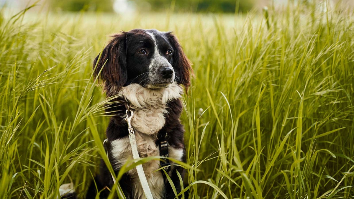 Τελικά πόσο χρονών είναι οι σκύλοι σε ανθρώπινα χρόνια;