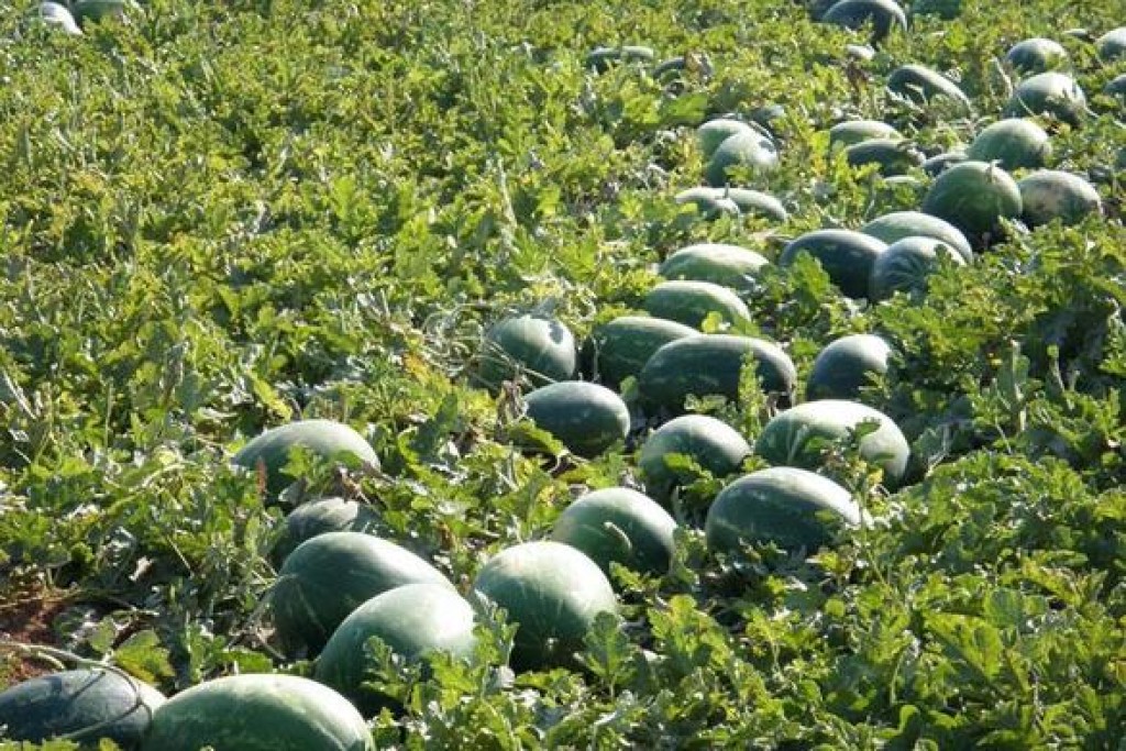 Εξαγωγικός αποκλεισμός και κατάρρευση τιμών πλήττουν τους παραγωγούς της Ηλείας και της ευρύτερης περιοχής