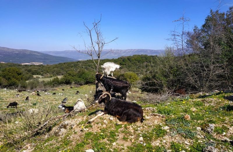 Πληρώθηκαν Εξισωτική Αποζημίωση, de minimis και Κομφούζιο