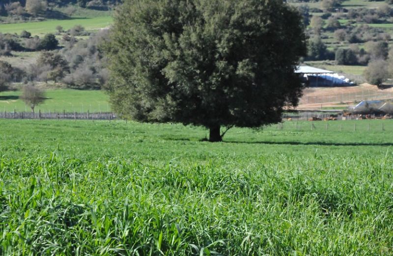 Τι είναι η «Πολλαπλή Συμμόρφωση»