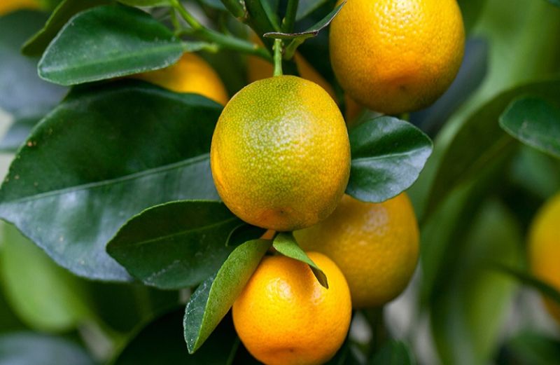 Εσπεριδοειδή: Οδηγίες φυτοπροστασίας