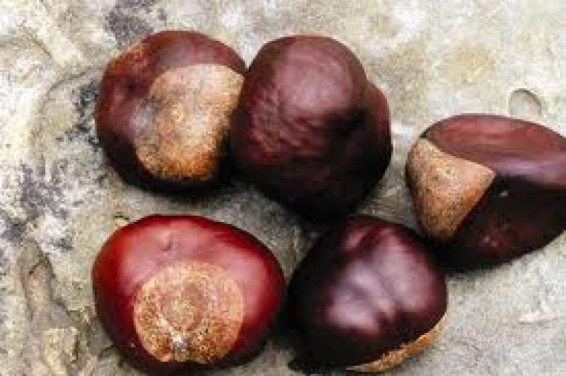 Γιορτή Κάστανου στο Άνω Κεράσοβο (1/10/2016)