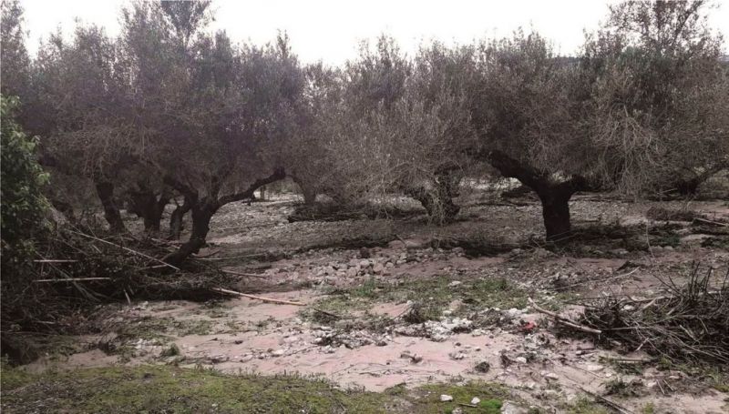 Αναγγελία του ΕΛΓΑ για παγετό στις καλλιέργειες του Δήμου Ι.Π. Μεσολογγίου