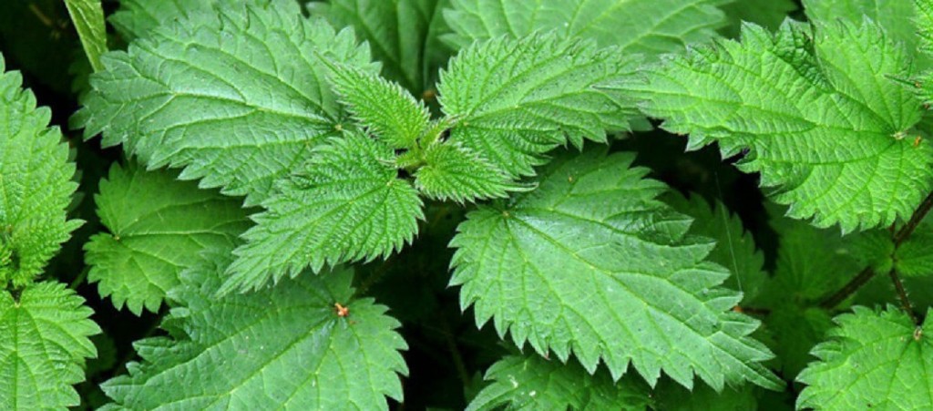 Το γνωρίζατε; – Αυτό είναι το φυτό που ανέβαζε τη λίμπιντο των αρχαίων