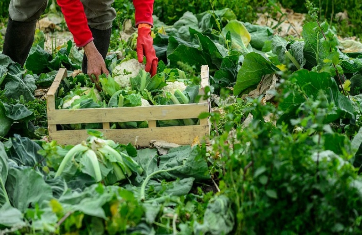 Τρόφιμα και γεωργία