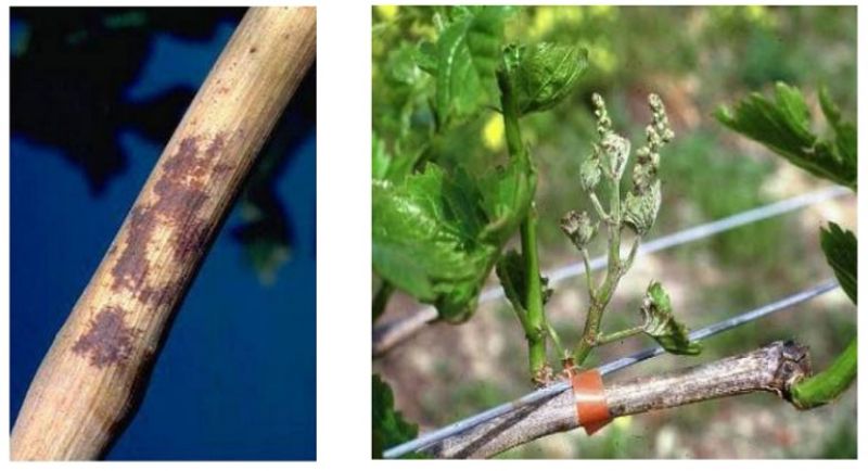 Ωίδιο αμπελιού