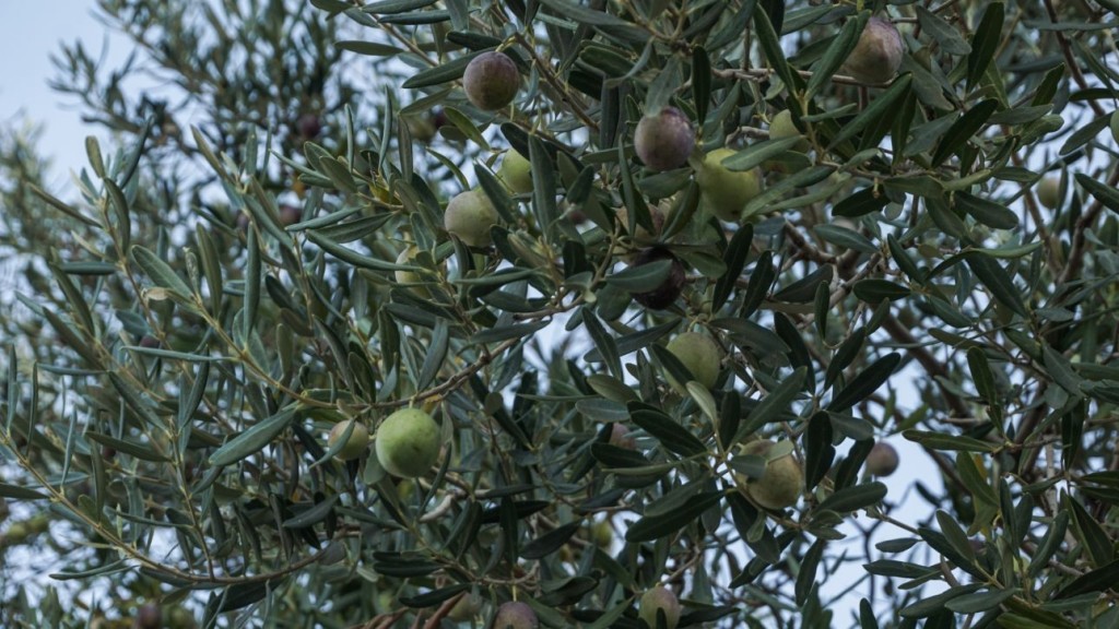 Αιτωλοακαρνανία: «Βράζουν» οι ελιές από τον καύσωνα - Φόβοι ξανά για μειωμένη παραγωγή