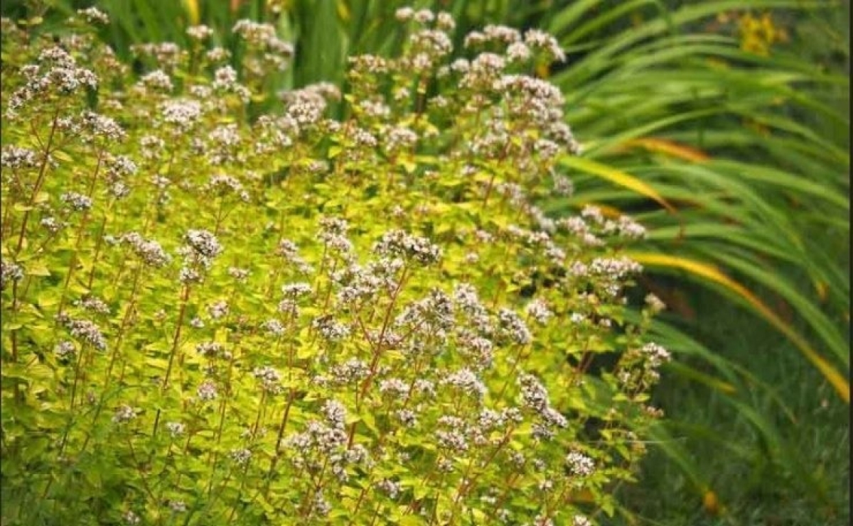 Ποια τα εξαιρετικά της οφέλη της ρίγανης και πως τα αξιοποιούμε