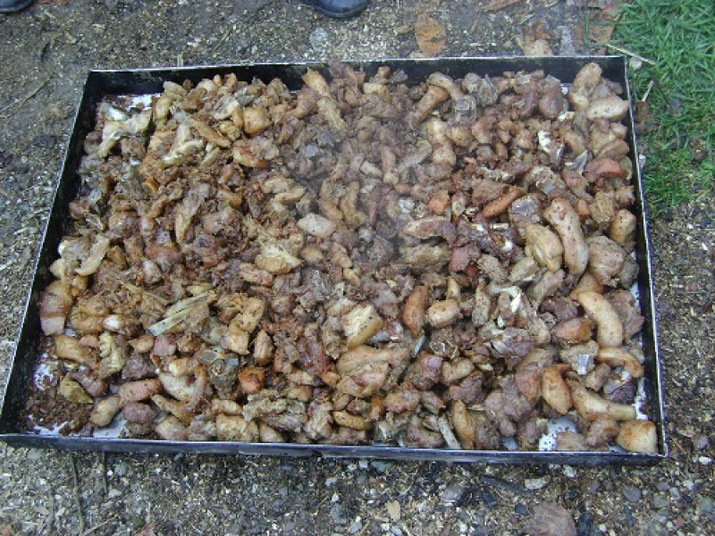 Γιορτή τσιγαρίδας στις Φυτείες Ξηρομέρου