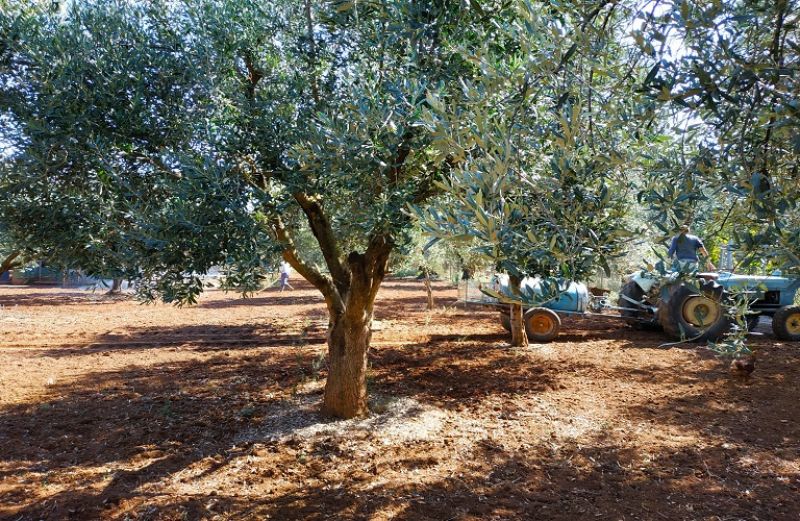 Ελαιόδεντρα και Πυρηνοτρήτης, Γλοιοσπόριο, Κυκλοκόνιο