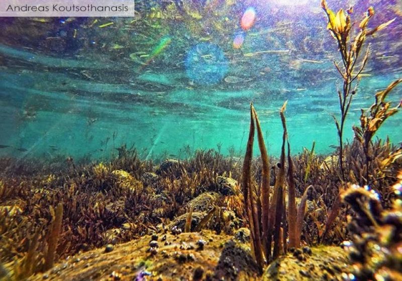 Μια κατάδυση στον μαγευτικό βυθό της λίμνης Τριχωνίδας