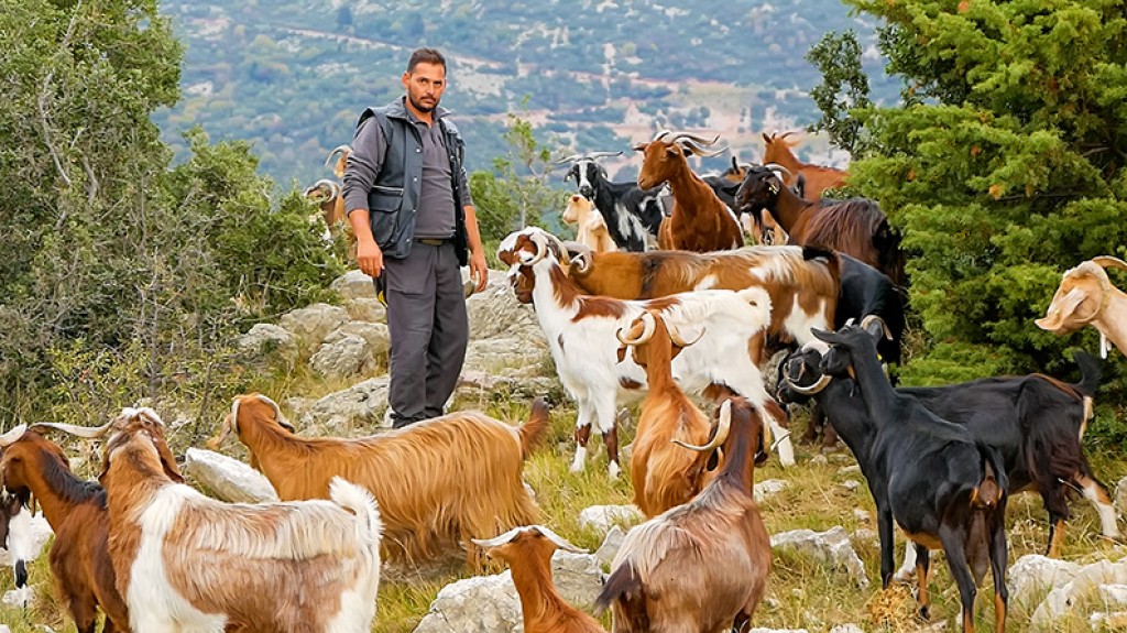 Ο Δημήτρης και τα Γίδια του | Αγώνας για Επιβίωση στα Βουνά | (βίντεο)