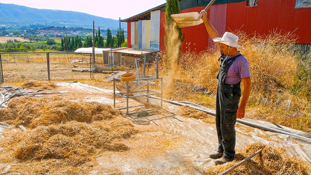 Έτσι ξεχώριζαν τη φακή οι παππούδες μας - Μια χαμένη τέχνη στα χέρια του Γιώργου (Βίντεο)