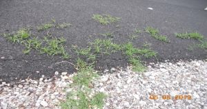 Σταύρος Καμμένος: Η προεκλογική άσφαλτος…"χορταριάζει"!!!