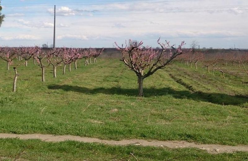 Προειδοποιήσεις για κερασιά και ροδακινιά