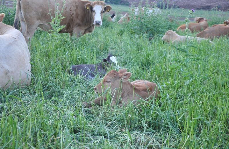 Σε εφαρμογή ψηφιακή υπηρεσία καταχώρησης Γεννήσεων των Βοοειδών