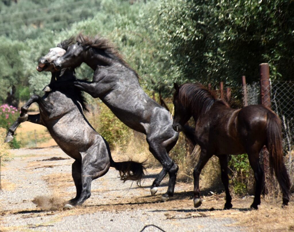 Εντυπωσιακές εικόνες: Άγρια άλογα από τον Πεταλά «κατέβηκαν» στο Καστράκι (φωτο)