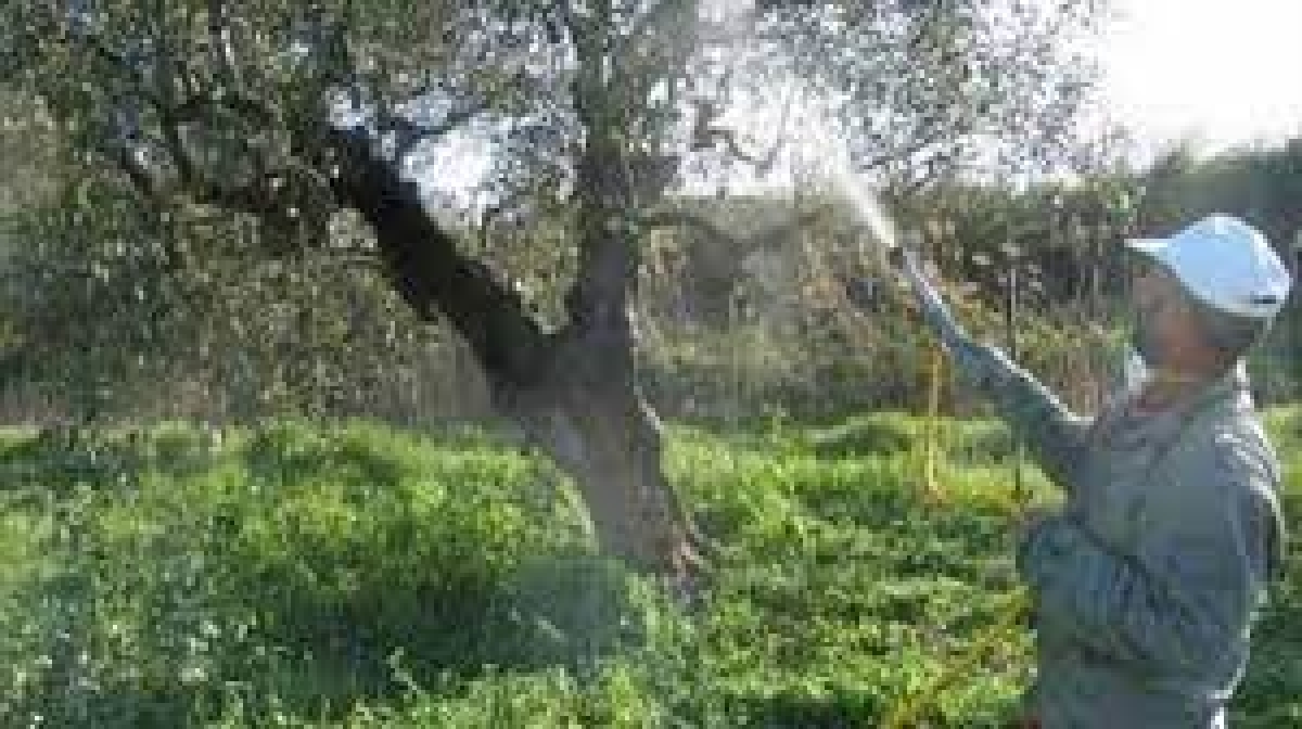 Δολωματικός ψεκασμός δακοκτονίας σε Δημοτικές και Τοπικές Ενότητες της Π.Ε. Αιτωλοακαρνανίας