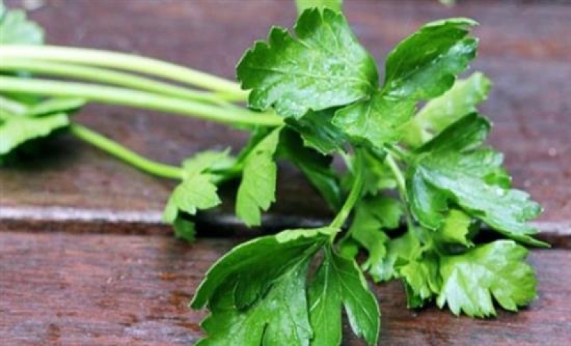 Το Ελληνικό βότανο κατά του καρκίνου