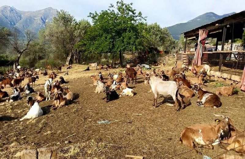 Μελιταίος Πυρετός: οδηγίες για τους παραγωγούς