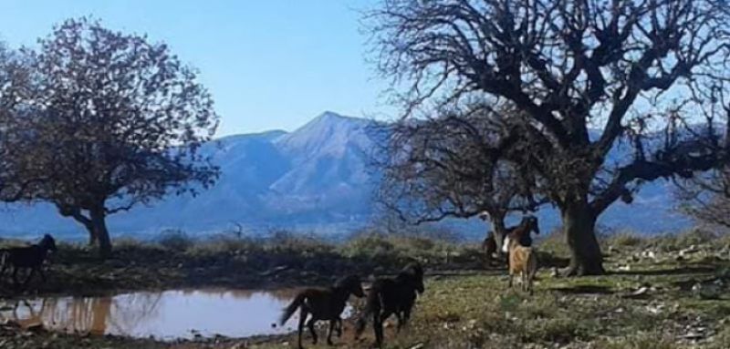 Εκπληκτικές φωτογραφίες με φόντο λίμνη Αμβρακία, Στάνου, Αγρια άλογα του Πεταλά (φωτο)