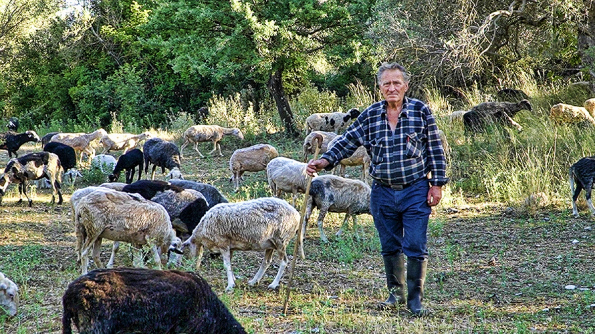 Στη Στάνη του Μπαρπα Βασίλη | Η ζωή στο χωριό | Village Life
