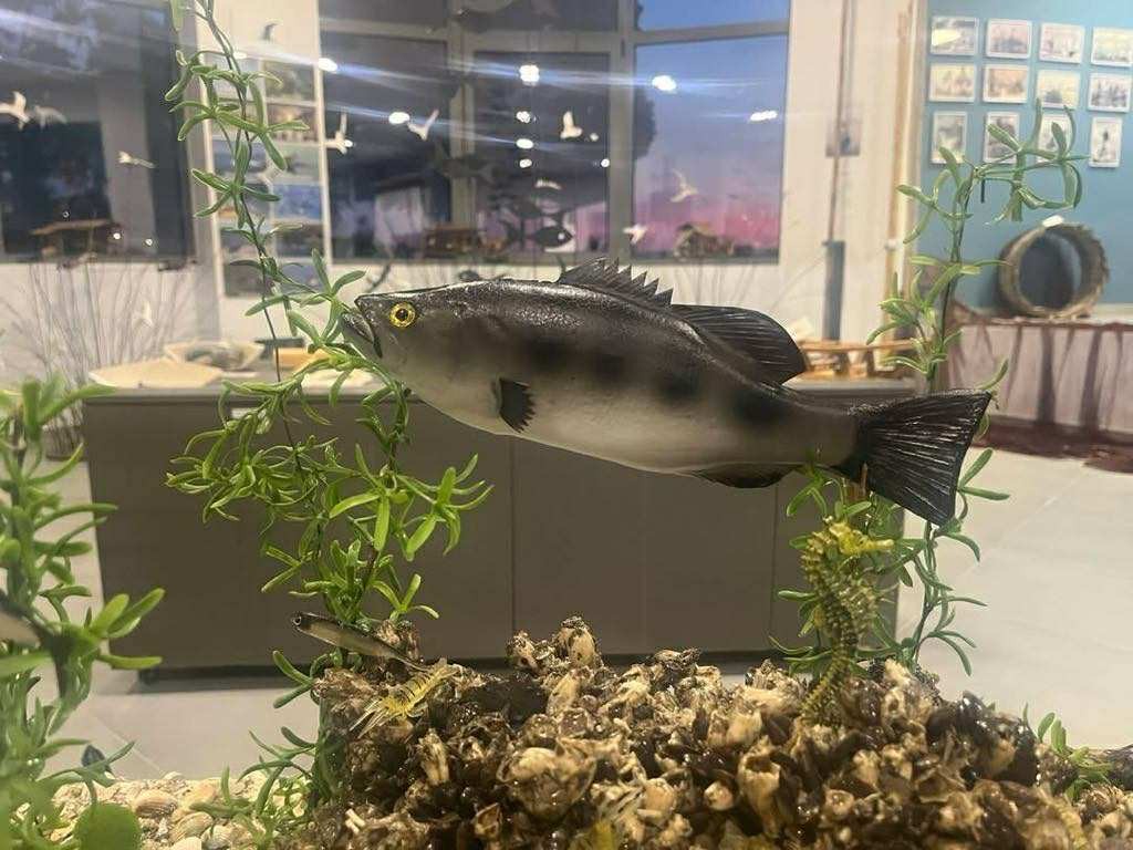 Αιτωλικό: Ο βυθός της λιμνοθάλασσας ζωντανεύει στο Μουσείο Αλιείας