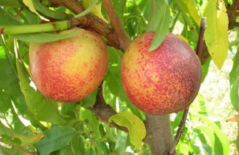 Κομφούζιο: παράταση μέχρι 9/10 για τα παραστατικά