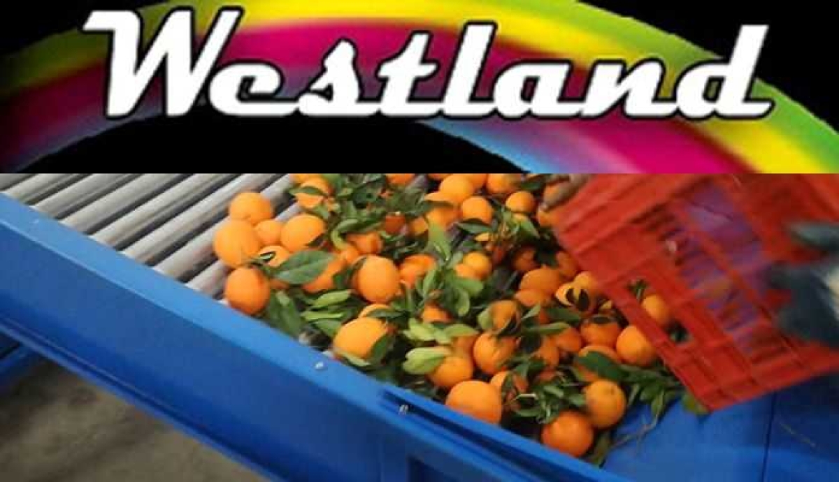 Το συσκευαστήριο εσπεριδοειδών Westland Fruit ΕΠΕ αναζητά χειριστή ηλεκτρολόγο