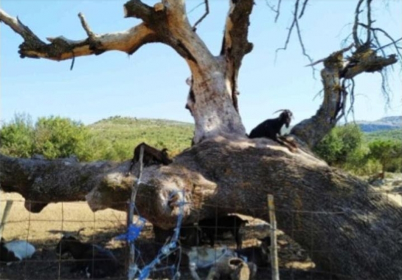 Κτηνοτροφικά του Ξηρομέρου: Ο τσάρκος. Καλύβι για τα αρνοκάτσικα… Χώρεσε και έναν παπά!