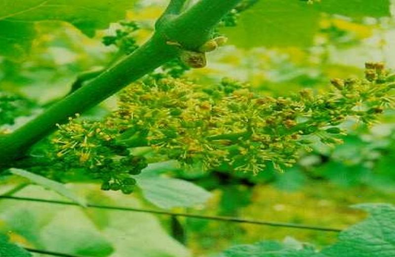 Περονόσπορος, ωίδιο, βοτρύτης, ευδεμίδα, θρίπες στο αμπέλι